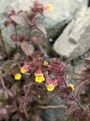 Lindenbergia muraria