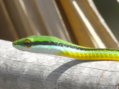 Leptophis diplotropis