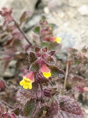 Lindenbergia muraria