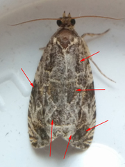 Olethreutes permundana