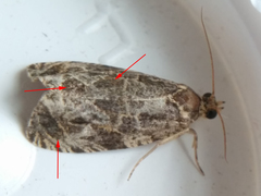Olethreutes permundana