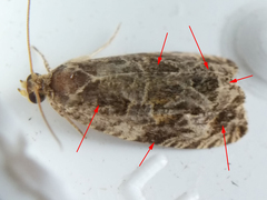 Olethreutes permundana