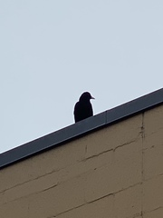 Corvus brachyrhynchos