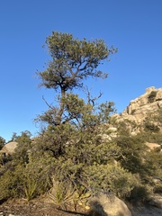 Pinus quadrifolia