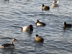 Podiceps cristatus