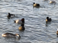 Podiceps cristatus