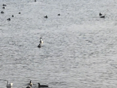 Podiceps cristatus