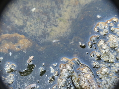 Ephydra