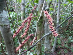 Placodiscus oblongifolius