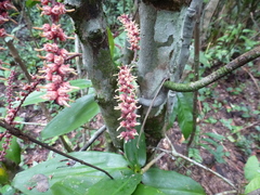 Placodiscus oblongifolius