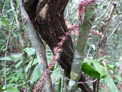 Placodiscus oblongifolius