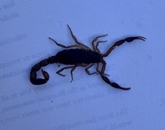 Pseudolychas ochraceus