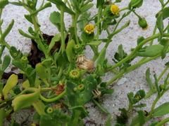 Senecio maritimus