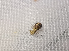 Mesopsocus immunis