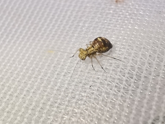 Mesopsocus immunis
