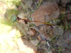 Luzula multiflora sibirica