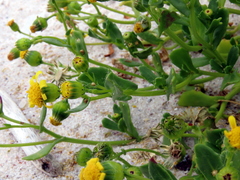 Senecio maritimus