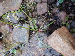Luzula multiflora sibirica