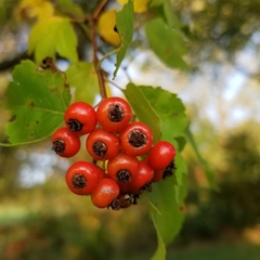 Crataegus