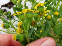 Senecio maritimus