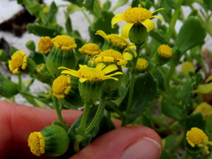 Senecio maritimus