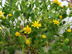 Senecio maritimus