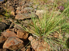 Carex eleusinoides
