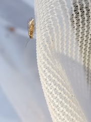 Elipsocus