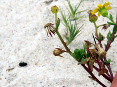 Senecio maritimus