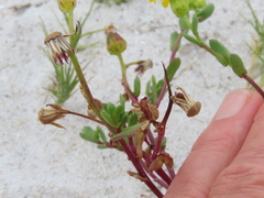 Senecio maritimus
