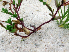 Senecio maritimus