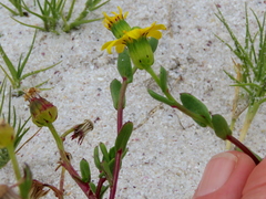 Senecio maritimus