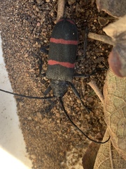 Ceroplesis orientalis