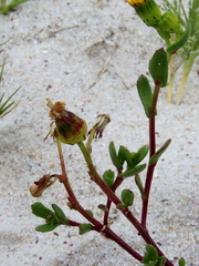Senecio maritimus