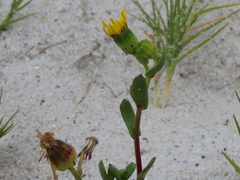 Senecio maritimus