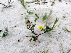 Senecio maritimus