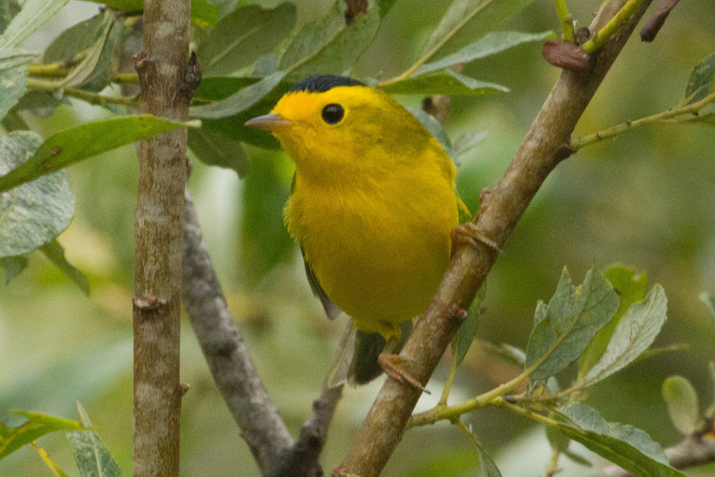 Wilson's Warbler (Birds of Alabama) · iNaturalist