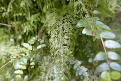 Hymenophyllum demissum