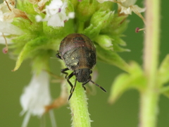 Holcostethus albipes