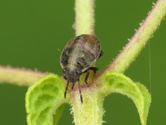 Holcostethus albipes