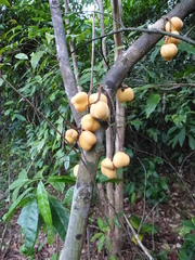 Placodiscus oblongifolius