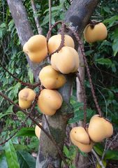 Placodiscus oblongifolius