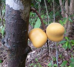 Placodiscus oblongifolius