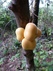 Placodiscus oblongifolius