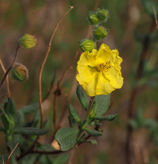 Helianthemum stipulatum