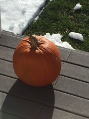 Cucurbita maxima maxima