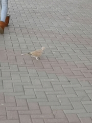 Streptopelia decaocto