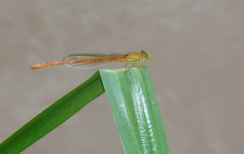 Common Citril