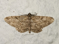 Peribatodes rhomboidaria