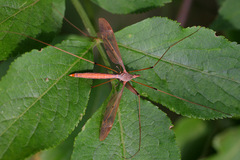 Tipula fulvipennis